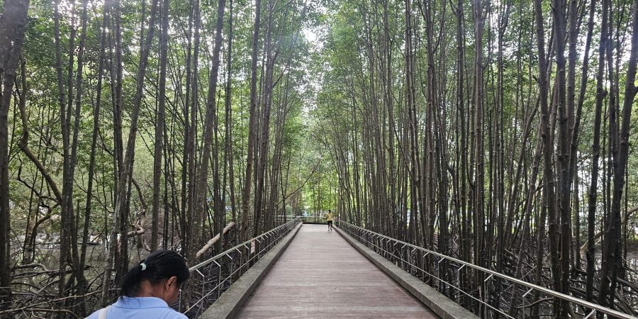 ป่าชายเลนสะพานหิน
